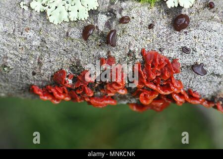 Scarlet splash, Cytidia salicina, poussant sur willow en Finlande Banque D'Images