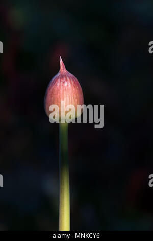 Allium hollandicum 'Purple Sensation'. L'oignon d'ornement fleur illuminée par la lumière du soleil dans un jardin anglais. UK Banque D'Images