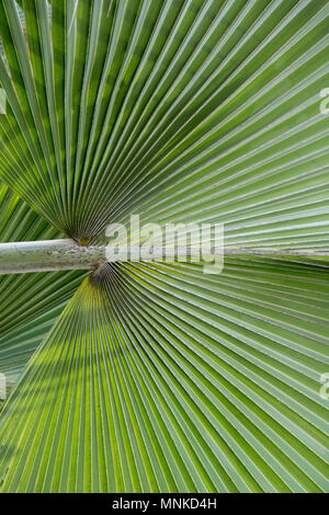 Bismarckia nobilis. Feuilles de palmier de Bismarck à l'intérieur de la serre RHS Wisley Gardens, Surrey, UK Banque D'Images