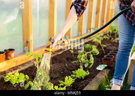 Des semis arrosage plant de tomate en serre avec arrosage, jardin potager. Concept de jardinage Banque D'Images