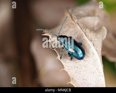 Altica sp. beetle sur une feuille séchée Banque D'Images