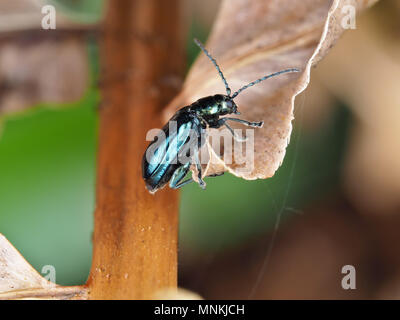 Altica sp. beetle sur une plante sèche, side view Banque D'Images