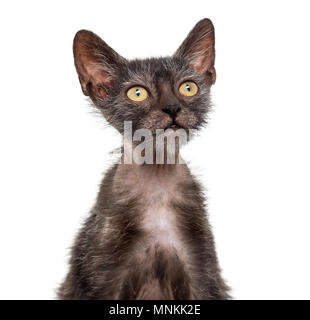 Lykoi, chat chaton 3 mois, également appelé le loup-garou chat contre fond blanc Banque D'Images