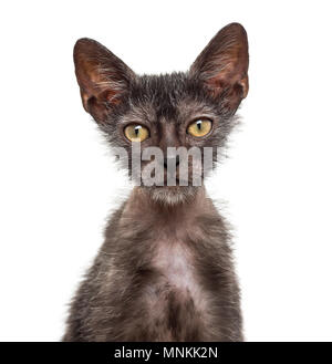 Lykoi, chat chaton 3 mois, également appelé le loup-garou chat contre fond blanc Banque D'Images