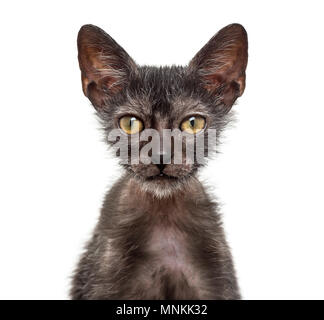 Lykoi, chat chaton 3 mois, également appelé le loup-garou chat contre fond blanc Banque D'Images