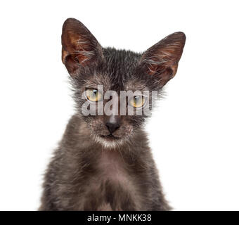 Lykoi, chat chaton 3 mois, également appelé le loup-garou chat contre fond blanc Banque D'Images