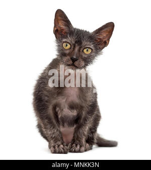 Lykoi, chat chaton 3 mois, également appelé le loup-garou chat contre fond blanc Banque D'Images