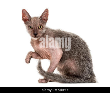 Lykoi, chat chaton 3 mois, également appelé le loup-garou chat contre fond blanc Banque D'Images