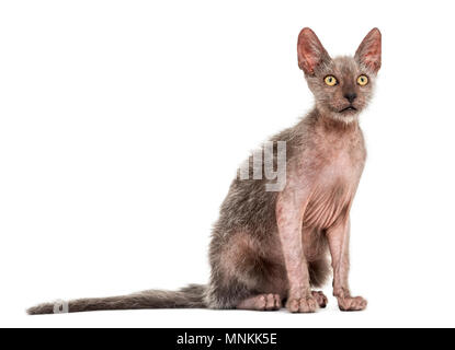 Lykoi, chat chaton 3 mois, également appelé le loup-garou chat contre fond blanc Banque D'Images