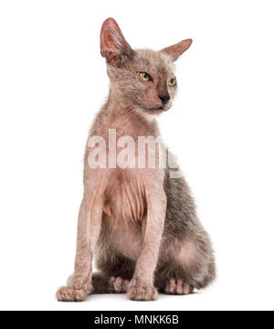 Lykoi, chat chaton 3 mois, également appelé le loup-garou chat contre fond blanc Banque D'Images