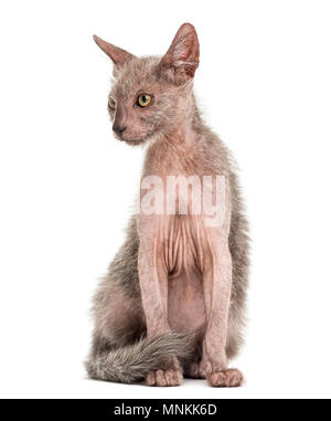 Lykoi, chat chaton 3 mois, également appelé le loup-garou chat contre fond blanc Banque D'Images