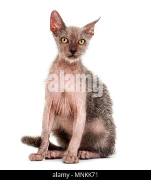 Lykoi, chat chaton 3 mois, également appelé le loup-garou chat contre fond blanc Banque D'Images