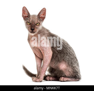 Lykoi, chat chaton 3 mois, également appelé le loup-garou chat contre fond blanc Banque D'Images