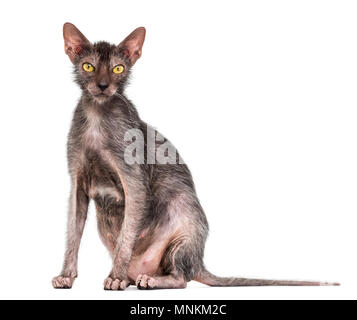 Lykoi cat, également appelé le loup-garou chat contre fond blanc Banque D'Images