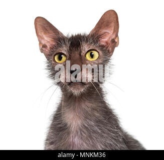 Lykoi cat, également appelé le loup-garou chat contre fond blanc Banque D'Images