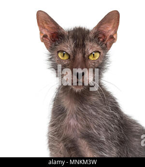 Lykoi cat, également appelé le loup-garou chat contre fond blanc Banque D'Images