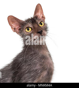 Lykoi cat, également appelé le loup-garou chat contre fond blanc Banque D'Images