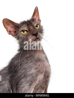 Lykoi cat, également appelé le loup-garou chat contre fond blanc Banque D'Images