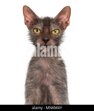 Lykoi cat, également appelé le loup-garou chat contre fond blanc Banque D'Images