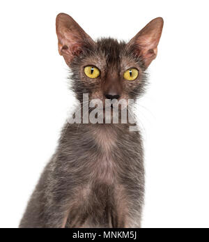 Lykoi cat, également appelé le loup-garou chat contre fond blanc Banque D'Images