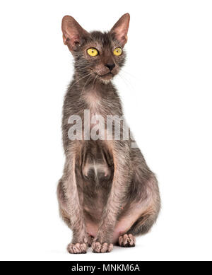 Lykoi cat, également appelé le loup-garou chat contre fond blanc Banque D'Images