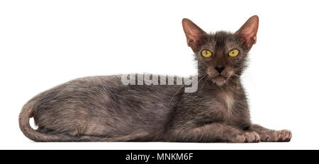 Lykoi cat, également appelé le loup-garou chat contre fond blanc Banque D'Images