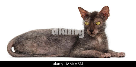Lykoi cat, également appelé le loup-garou chat contre fond blanc Banque D'Images