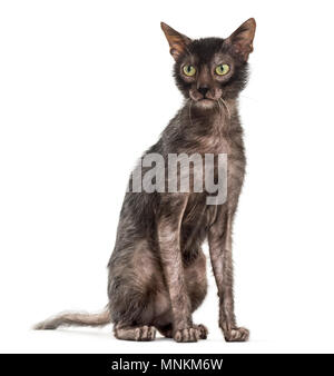 Lykoi cat, également appelé le loup-garou chat contre fond blanc Banque D'Images