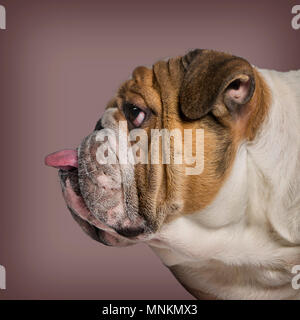 Profil d'un bulldog Anglais sticking tongue out contre fond brun Banque D'Images