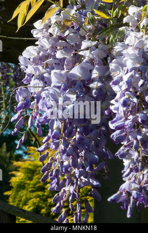 Wisteria Sinensis, glycine de Chine Banque D'Images