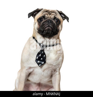 Le PUG wearing tie against white background Banque D'Images