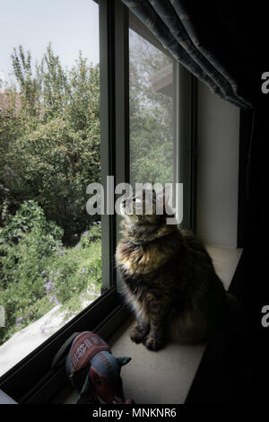 Un superbe chat tricolore persane avec fourrure incroyable et étonnante eye assis sur le rebord de la fenêtre,un œil brillant ouvrir en vue d'un arbre par la fenêtre Banque D'Images