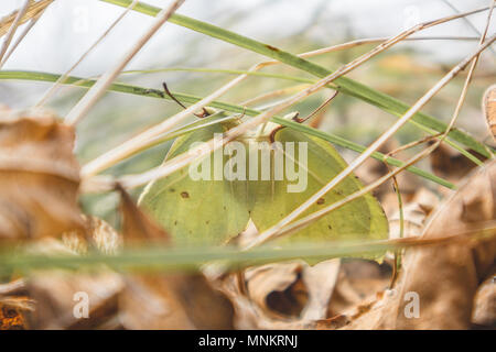 Close-up de deux portées brimstone Gonepteryx rhamni papillons Banque D'Images