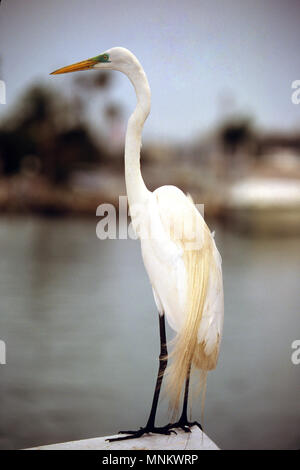 Une Aigrette neigeuse (Egretta thula) sur un quai à Clearwater, Florida, USA Banque D'Images