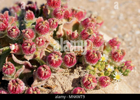 Les fleurs rouges fleurissent dans la terre sèche, la côte chilienne Banque D'Images