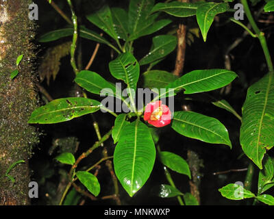 Hookers Lèvres ou lèvres chaudes fleur, Psychotria elata à Monteverde, Costa Rica Cloudforest Banque D'Images