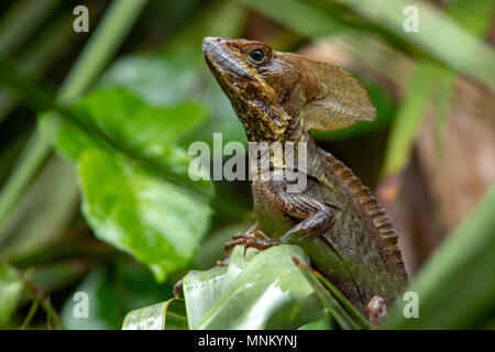 Brown Basilisk Lizard - Green Cay Les zones humides, Boynton Beach, Floride, USA Banque D'Images