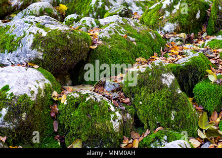 Moss rock wall background. La mousse verte se développe sur des pierres Banque D'Images