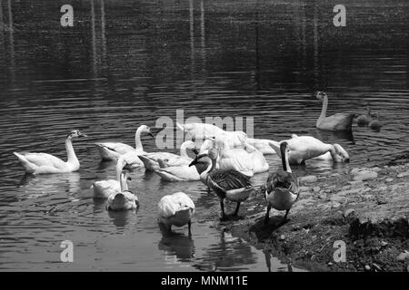 Un troupeau d'oies bernaches cygne chinois ou dans un étang. Banque D'Images