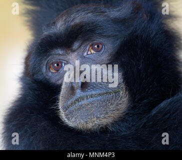 Portrait d'un Siamang Gibbon Symphalangus syndactylus Banque D'Images