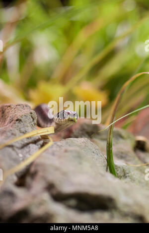 Couleuvre à collier (Natrix natrix) sur pierre en avant d'herbe, de l'Allemagne, de l'Europe Banque D'Images