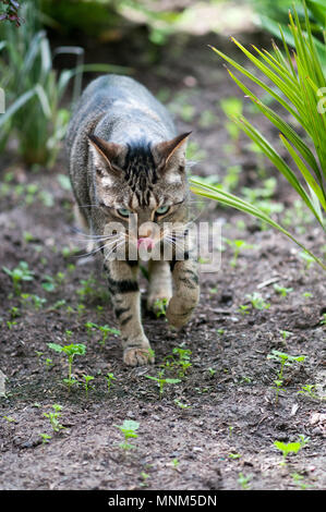 Bengal Cat licking nez Banque D'Images