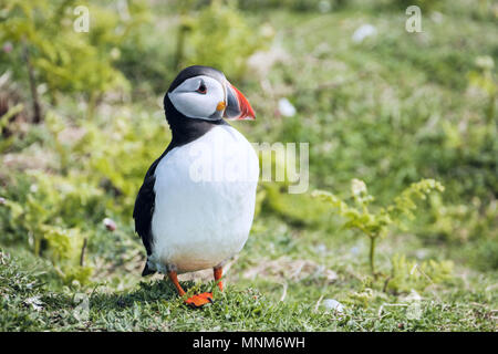 Macareux moine (Fratercula arctica), dans l'île de skomer, Wales UK Banque D'Images