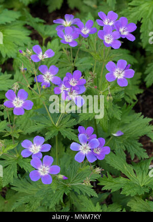 Geranium sylvaticum 'Cyrils plaqués' Banque D'Images