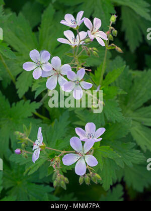 Geranium sylvaticum 'Cyrils plaqués' Banque D'Images