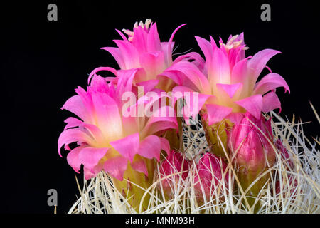 Cactus Neoporteria nidus avec flower isolated on Black Banque D'Images