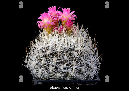 Cactus Neoporteria nidus avec flower isolated on Black Banque D'Images