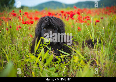 Terre-neuve chien dans champ de coquelicots Banque D'Images