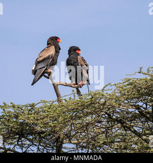 Paire d'aigles Bateleur (Terathopius ecaudatus) Banque D'Images