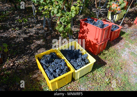 Poubelles remplis de raisins rouges dans un vignoble durant la saison des récoltes, près de la ville de Chamoson, vallée du Rhône, Canton du Valais, Suisse. Banque D'Images